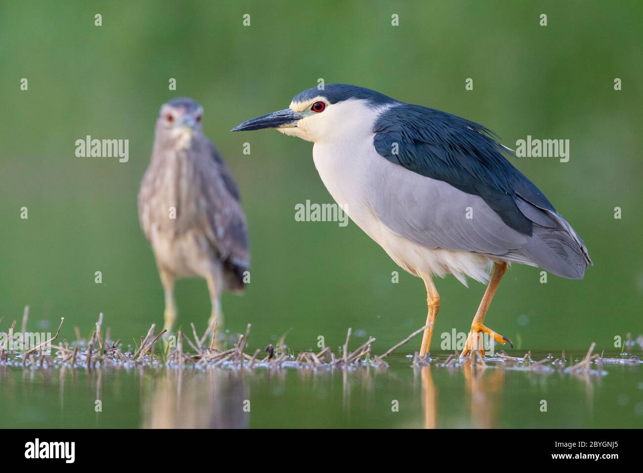 Black-crowned Night Heron (Nycticorax nycticorax), adult and a juvenile standing in the water, Campania, Italy Stock Photo