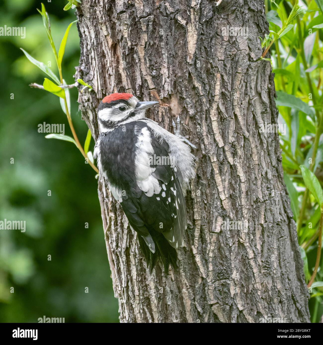 A Juvenile Great Spotted Woodpecker, Dendrocopos major,clinging to a tree trunk Stock Photo