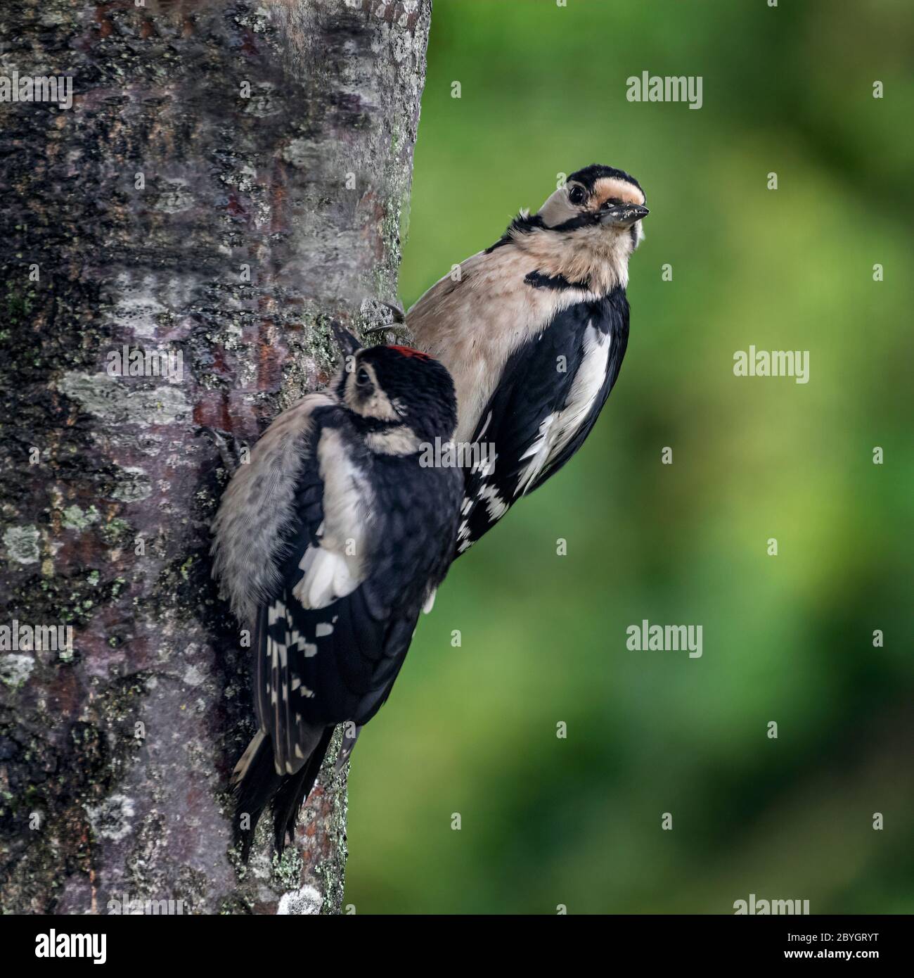 A Juvenile Great Spotted Woodpecker, Dendrocopos major, with an adult female clinging to a tree trunk Stock Photo