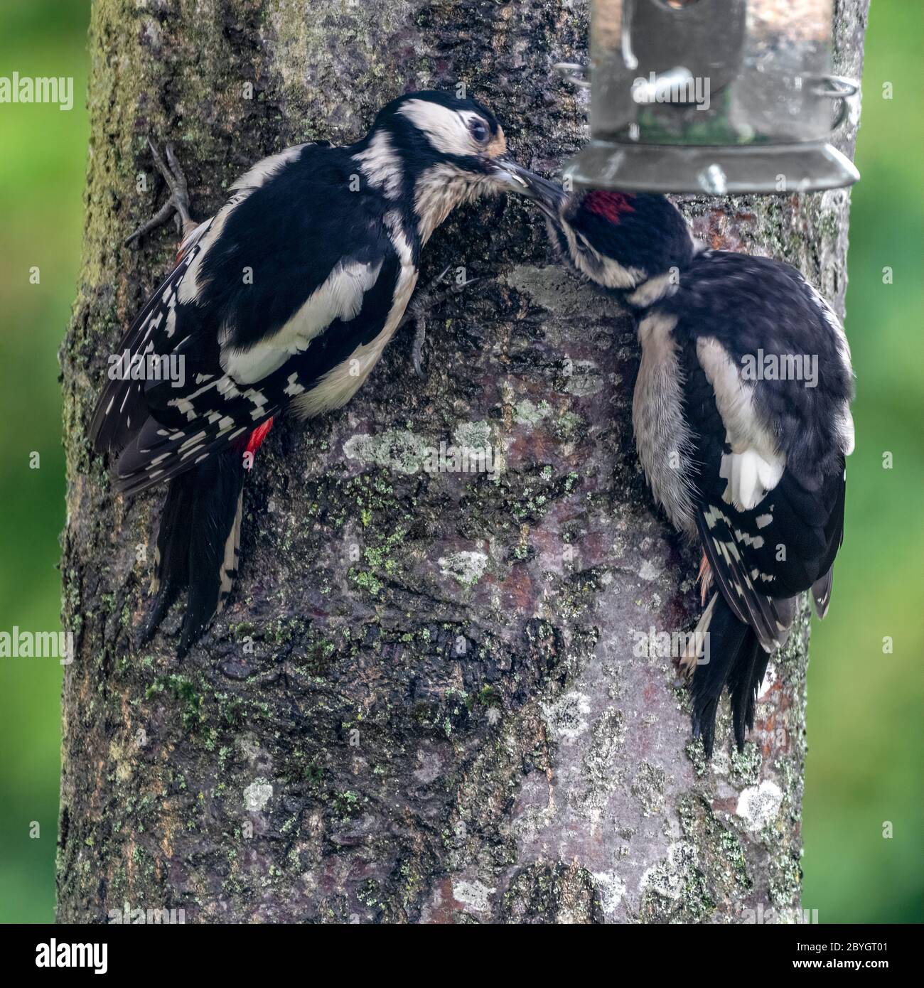 A Juvenile Great Spotted Woodpecker, Dendrocopos major, being fed by an adult female whilst clinging to a tree trunk Stock Photo