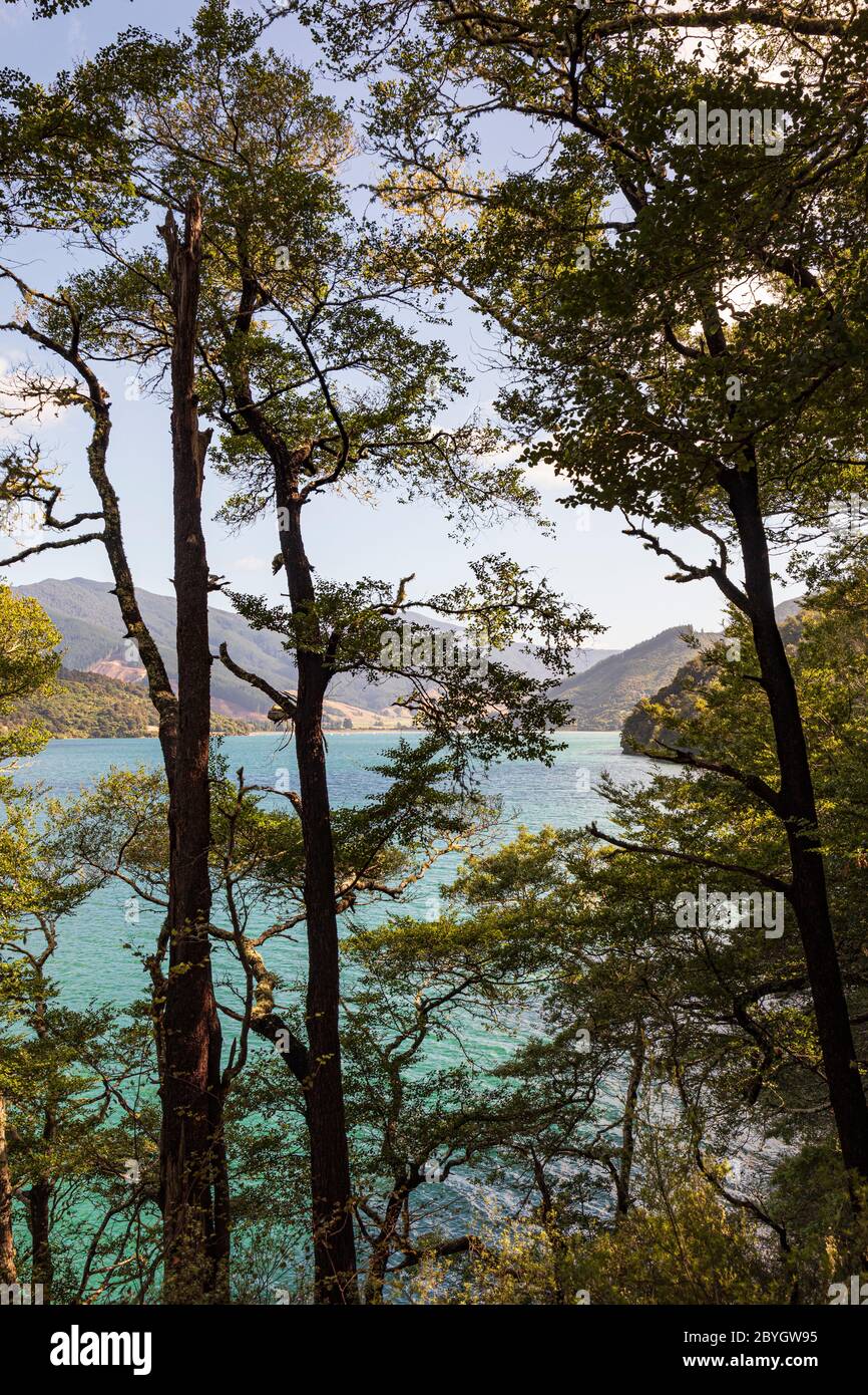 View from Queen Charlotte Track, near Anakiwa, Marlborough Sounds, South Island, New Zealand Stock Photo