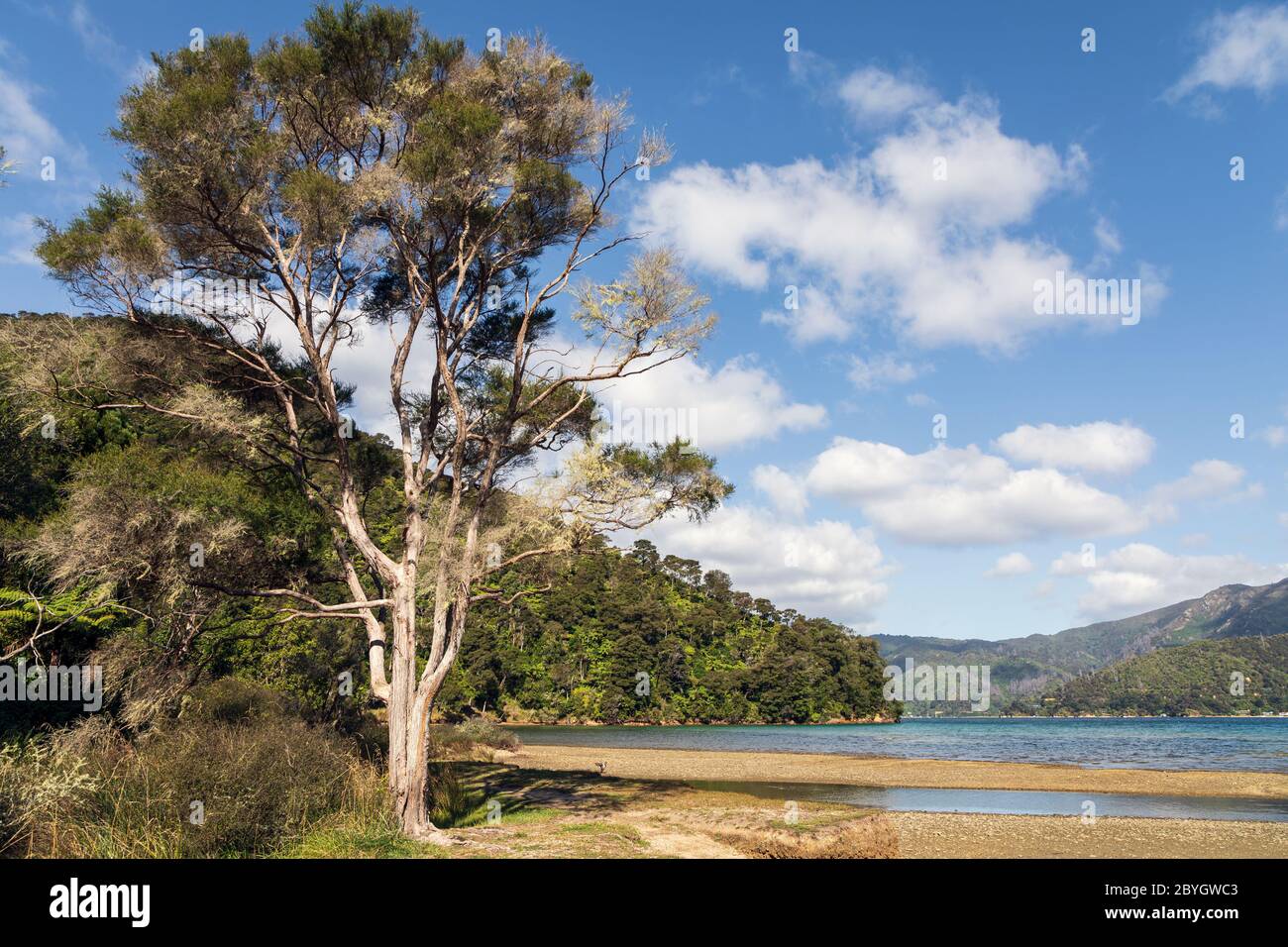 Umungata Bay, Queen Charlotte Track, South Island, New Zealand Stock