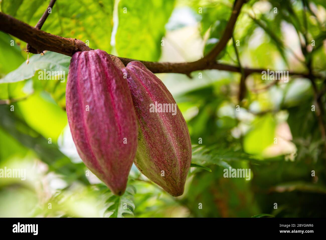 Cacao fruits on cocoa tree. The seeds from the fruits are called cocoa beans, which are used in