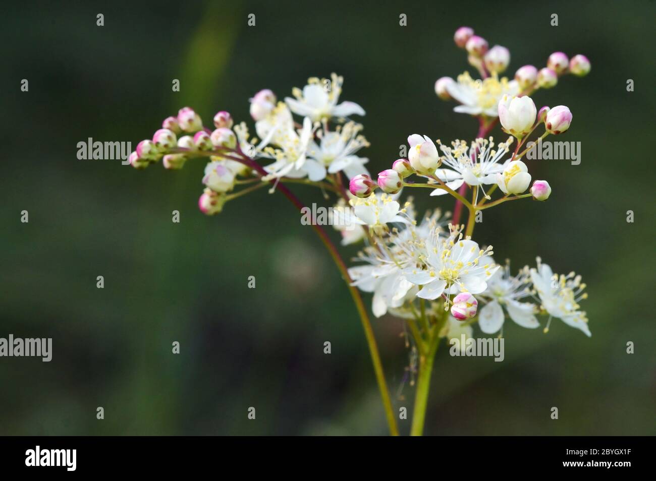 Dropwort Summer Flower Close Up Filipendula vulgaris Stock Photo