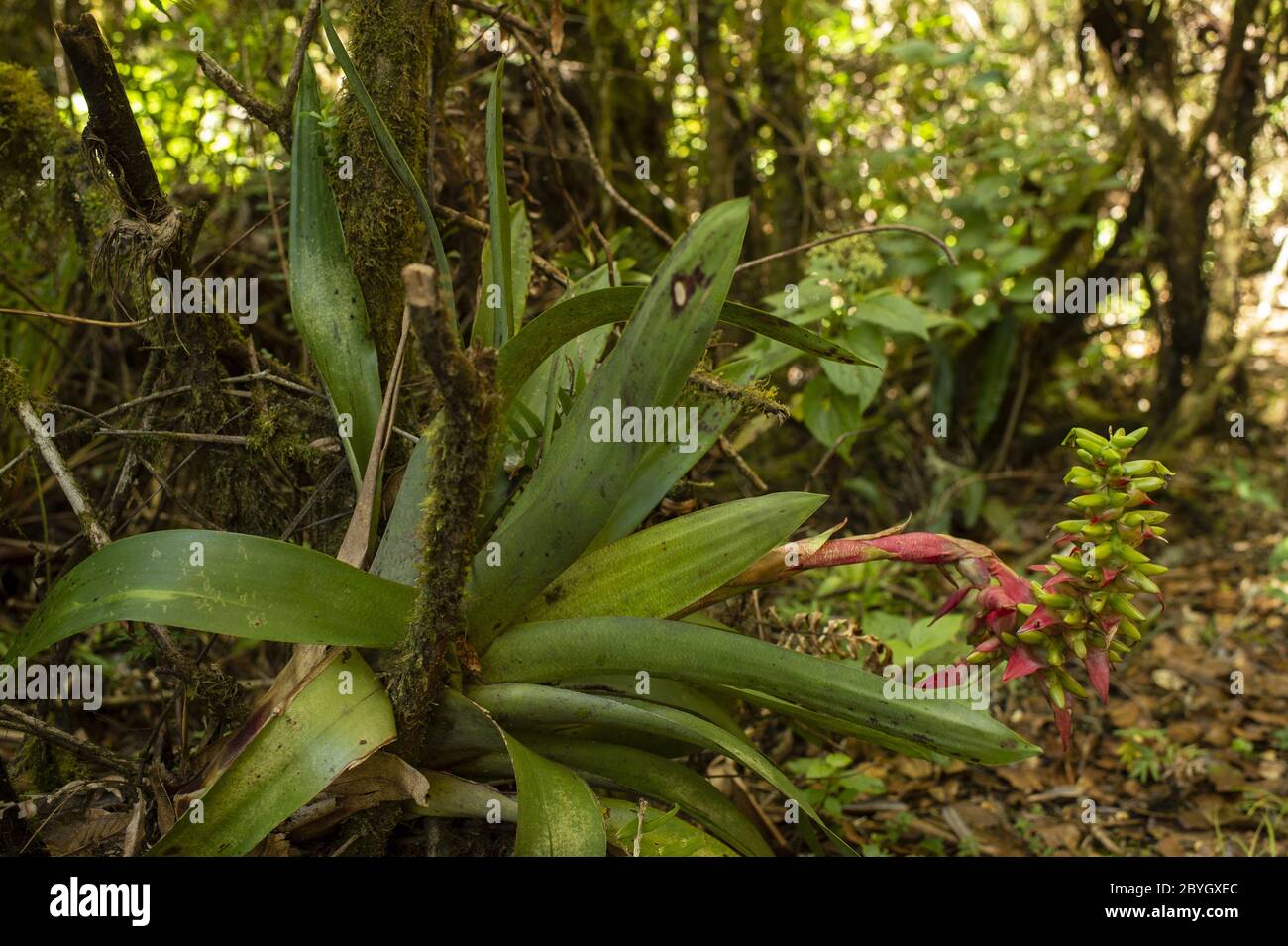 Bromeliad, Werauhia ororiensis, Bromeliaceae, Barva Volcano, Braulio Carrillo National Park, Costa Rica, Centroamerica Stock Photo
