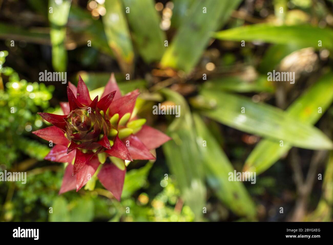 Flower of Bromeliad, Werauhia ororiensis, Bromeliaceae, Barva Volcano, Braulio Carrillo National Park, Costa Rica, Centroamerica Stock Photo