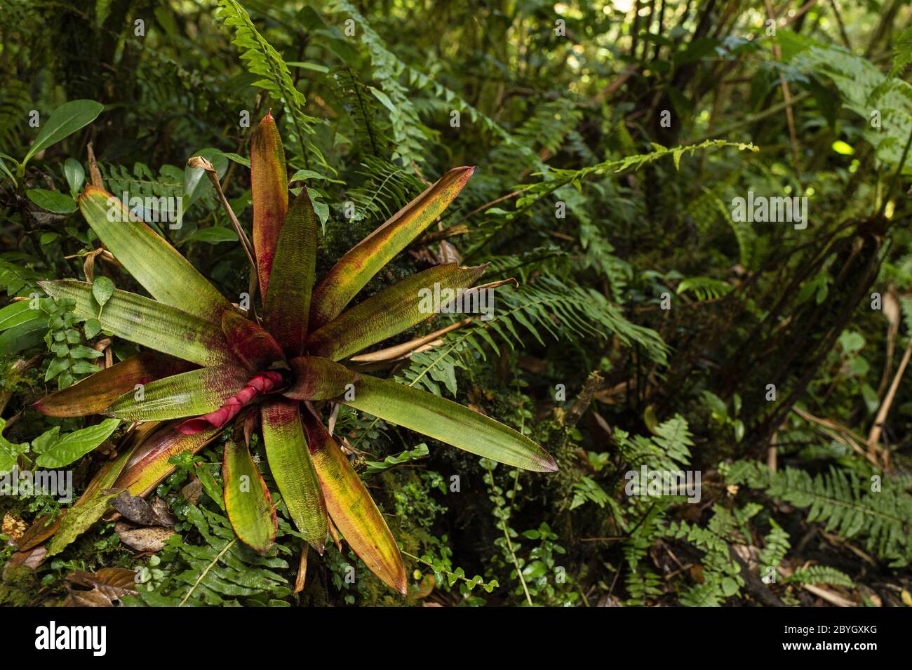 Bromeliad, Werauhia ororiensis, Bromeliaceae, Barva Volcano, Braulio Carrillo National Park, Costa Rica, Centroamerica Stock Photo