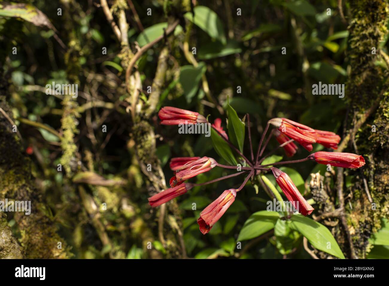 Flowers of Bomarea hirsuta, Alstroemeriaceae, Barva Volcano, Braulio Carrillo National Park, Costa Rica, Centroamerica Stock Photo