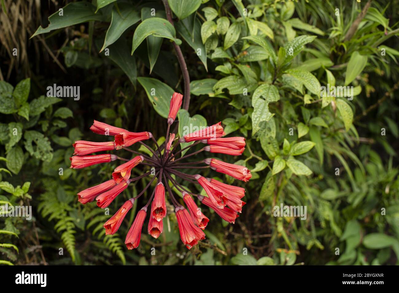 Flowers of Bomarea hirsuta, Alstroemeriaceae, Barva Volcano, Braulio Carrillo National Park, Costa Rica, Centroamerica Stock Photo