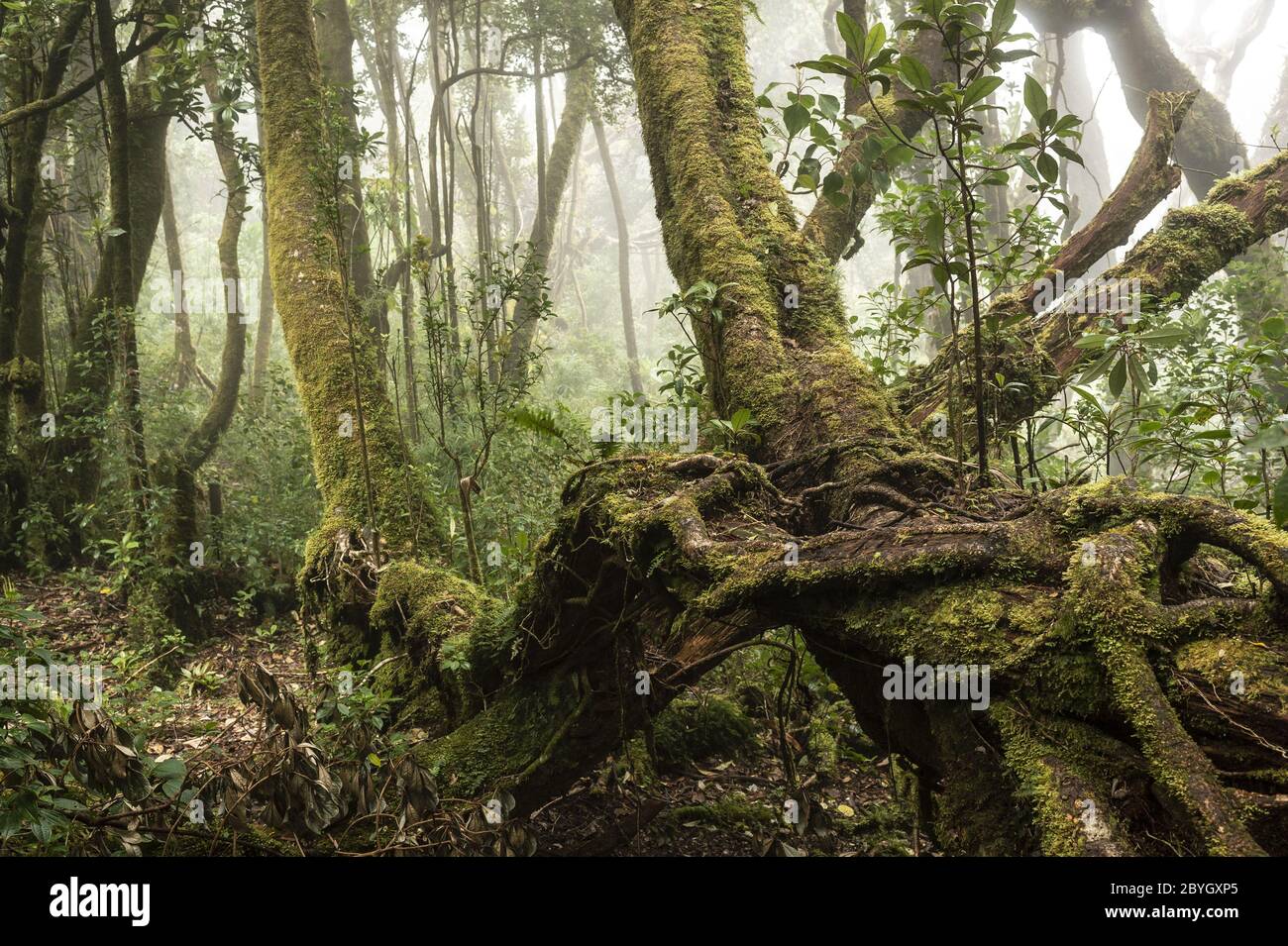 Barva Volcano Cloud Forest, Braulio Carrillo National Park, Costa Rica, Centroamerica Stock Photo