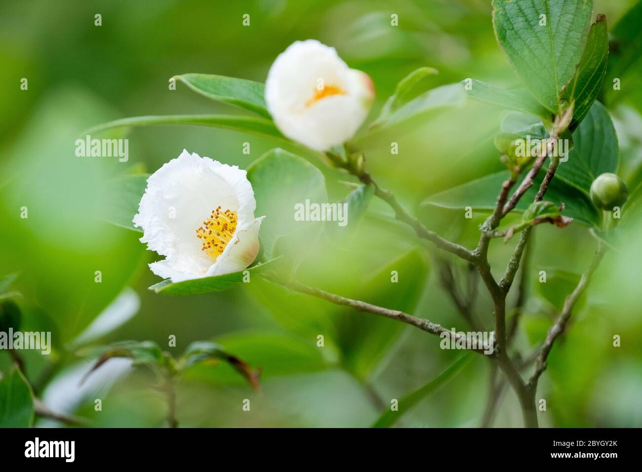 Luscious white flowers of Stewartia pseudocamellia, Korean Stewartia, Japanese Stewartia, deciduous camellia or Japanese Camellia. Stock Photo