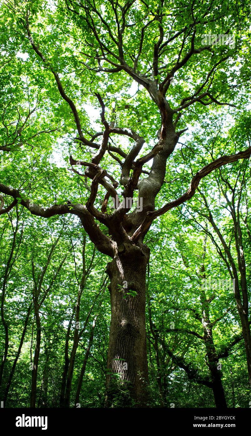 Ancient tree in a lush woodland area Stock Photo Alamy