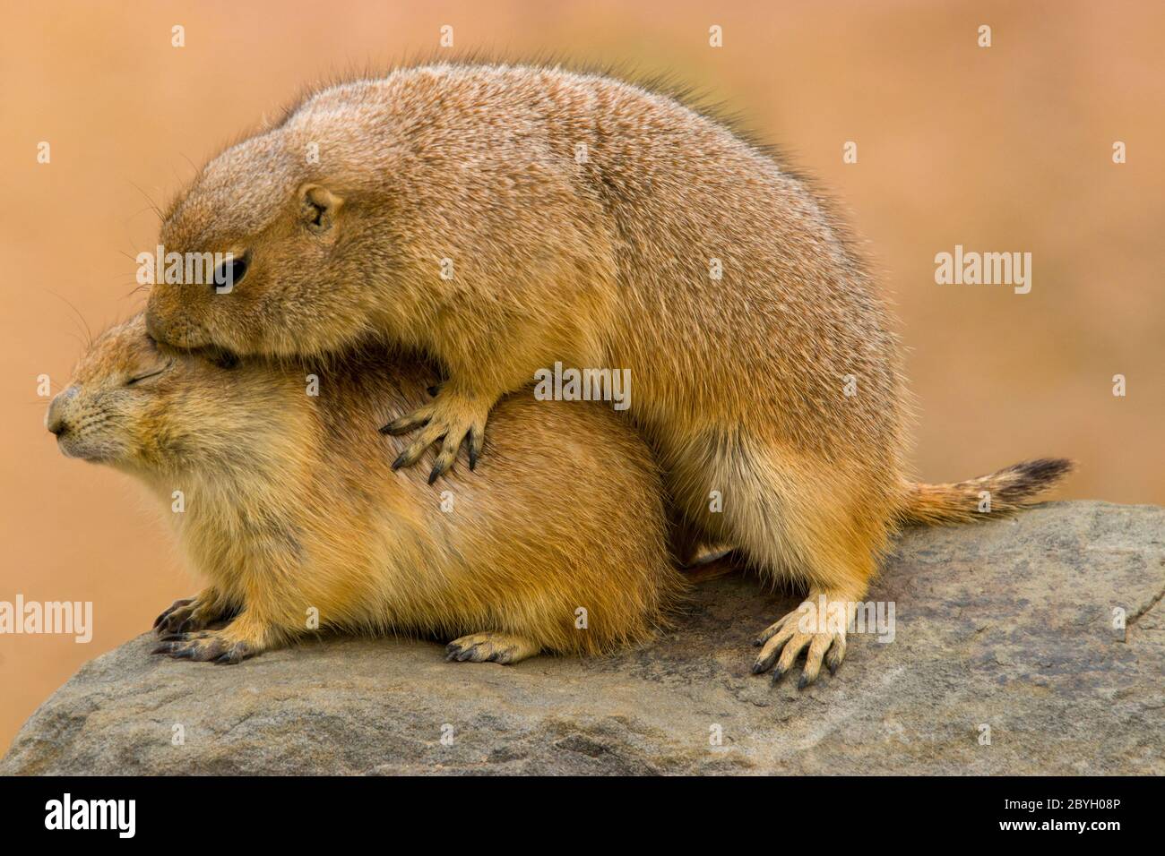 A pair of Black tailed prairie dogs are kissing, It is a rodent of the family Sciuridae found in the Great Plains of North America. Stock Photo