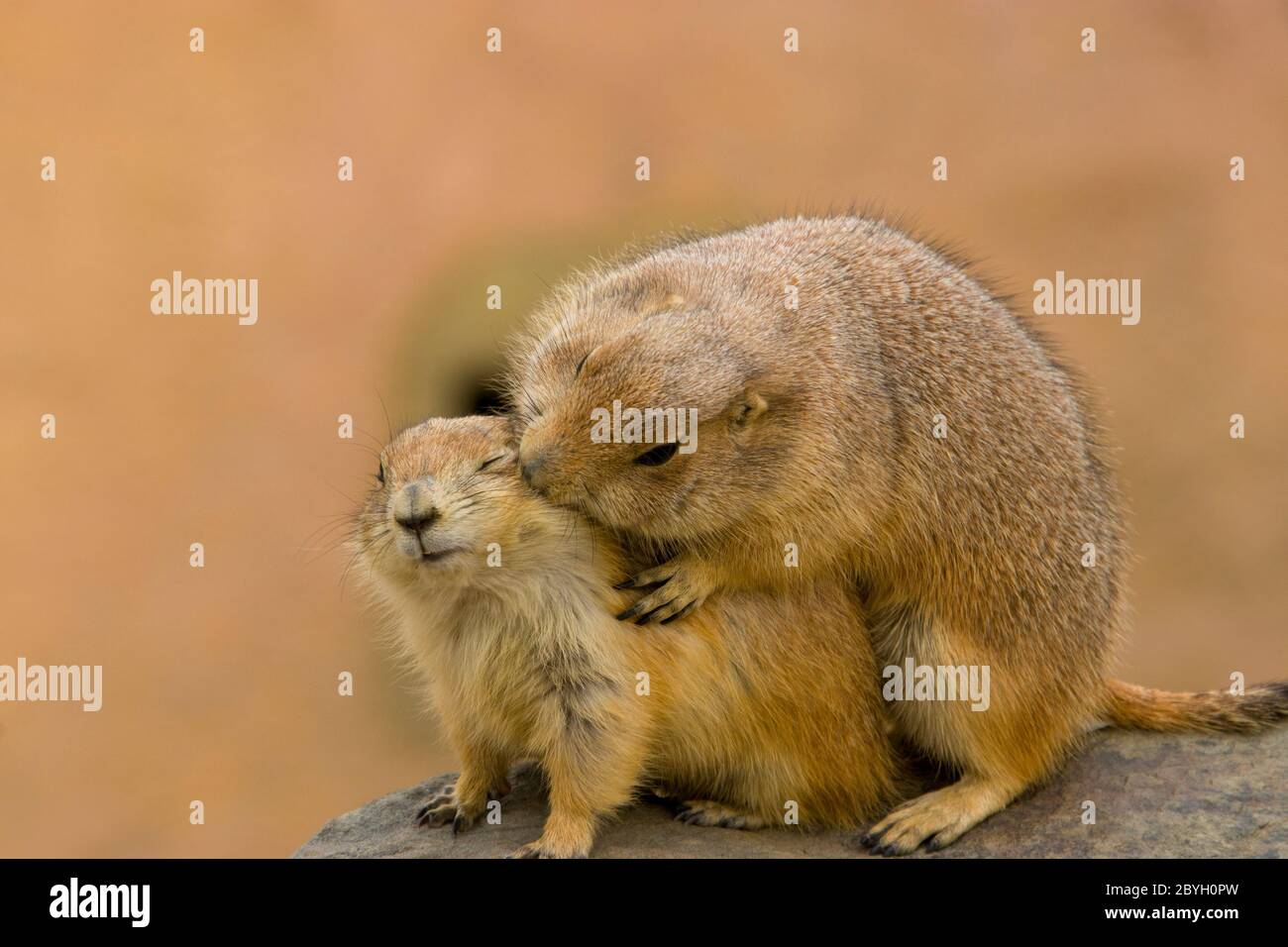A pair of Black tailed prairie dogs are kissing, It is a rodent of the family Sciuridae found in the Great Plains of North America. Stock Photo
