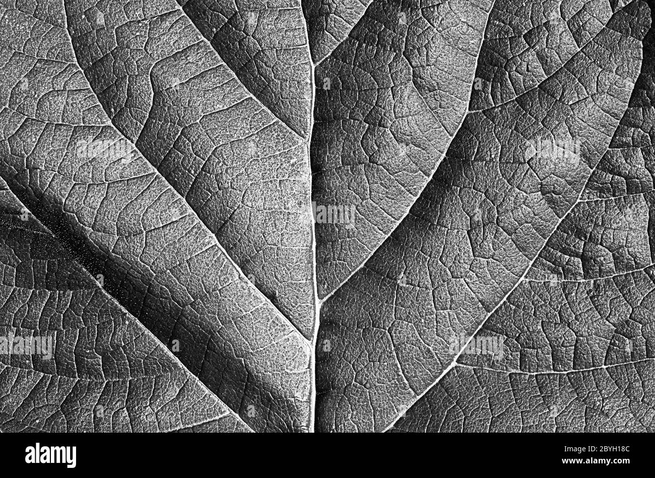 Structures of the leaf Black and White Stock Photos & Images - Alamy