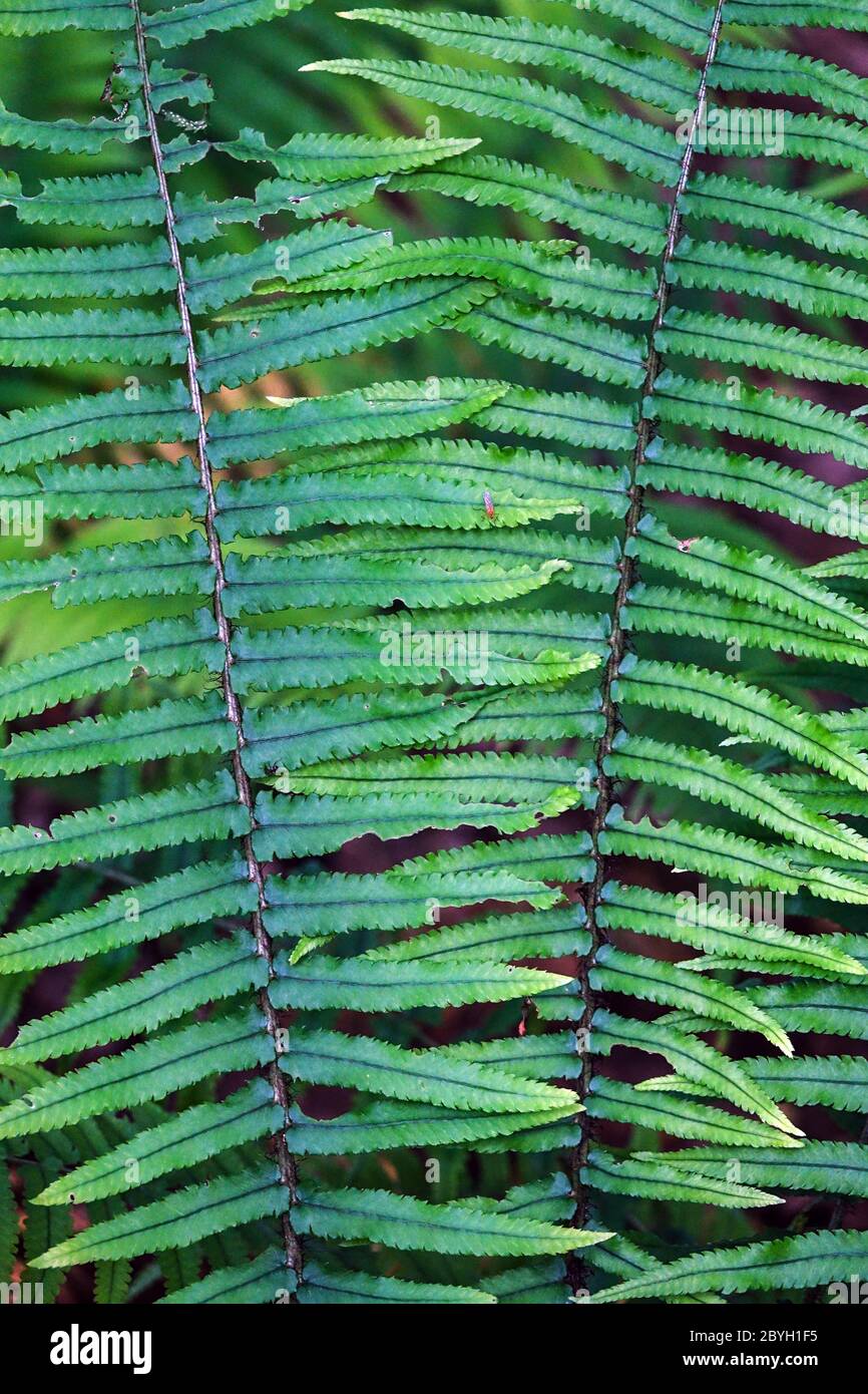 Black Wood Fern Dryopteris cycadina Shaggy Shield Fern Stock Photo