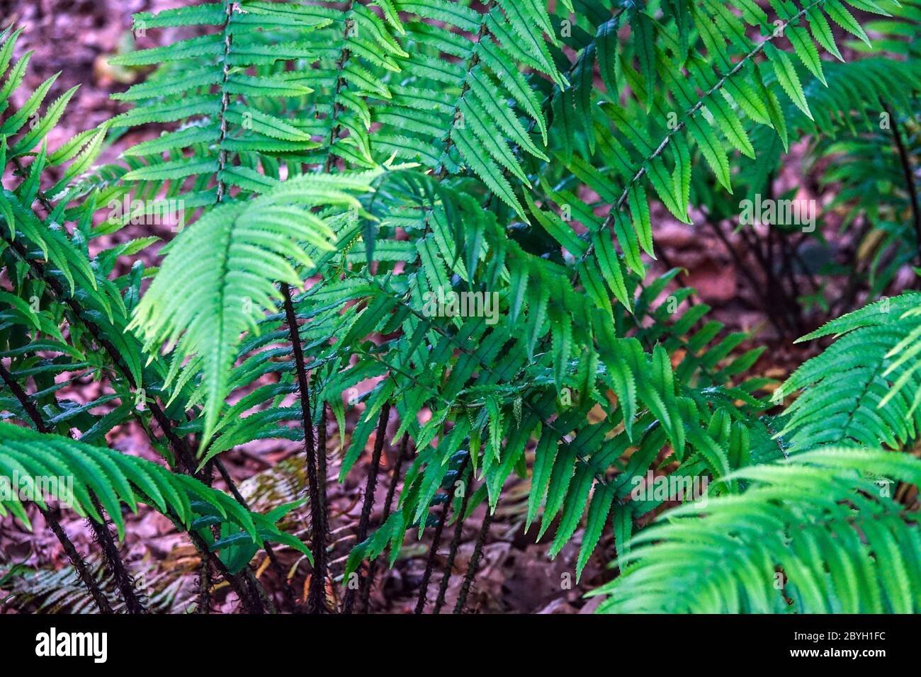 Black Wood Fern Dryopteris cycadina Shaggy Shield Fern Stock Photo