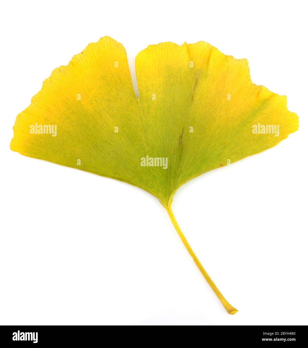 Ginkgo Biloba Leaves Stock Photo