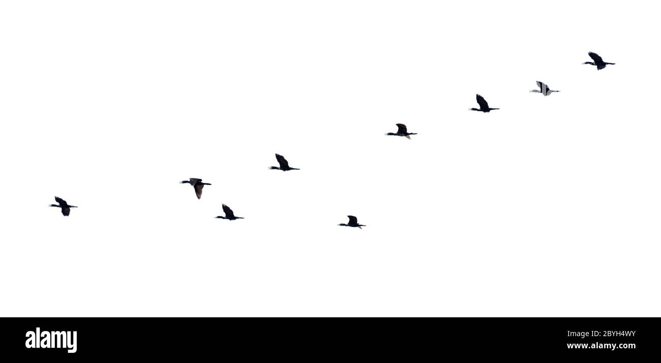 Birds flying silhouette hi-res stock photography and images - Alamy