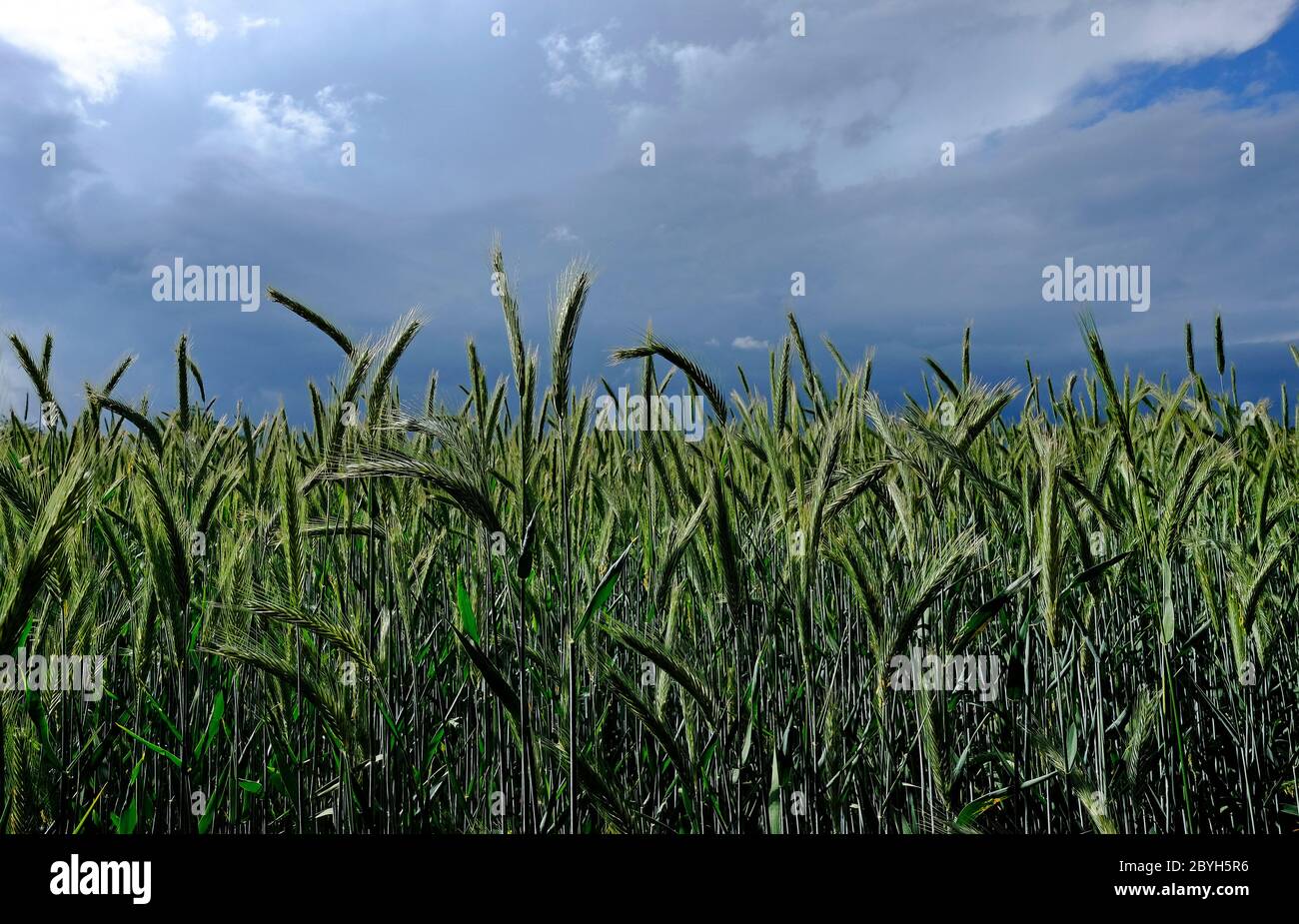 green spring wheat crop on grey sky background, north norfolk, england Stock Photo