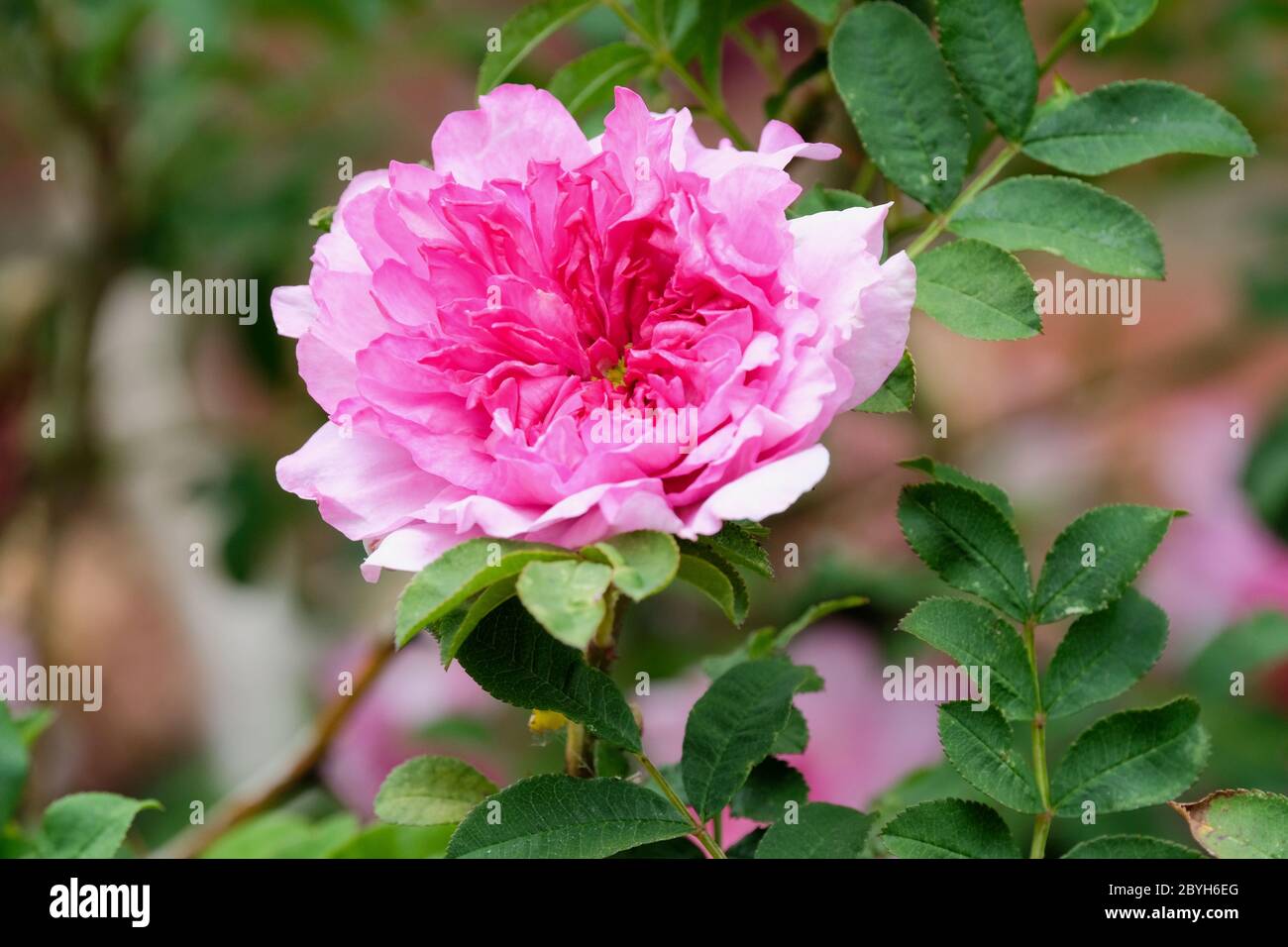 Rosa roxburghii 'Plena', Rose roxburghii 'Plena'. Double Chestnut Rose, Chinquapin Rose and Burr Rose Stock Photo