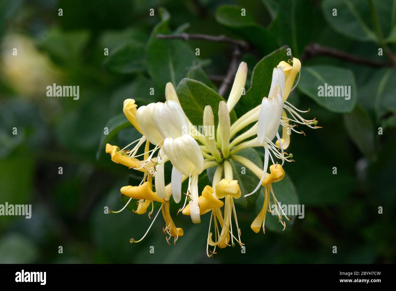 Wild honeysuckle flower flowers growing in a hedgerow Lonicera periclymenum Stock Photo