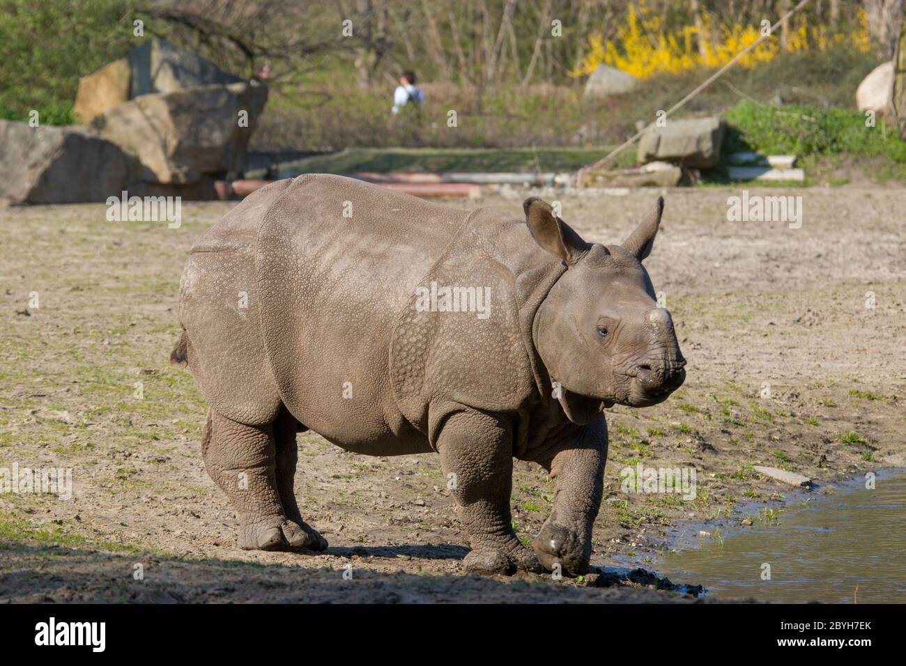 a baby Indian rhinoceros stands by the pond April 6 2019 Stock Photo - Alamy a baby Indian rhinoceros stands by the pond April 6 2019 Stock Photo - Alamy