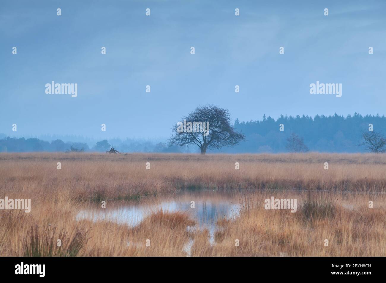 Lonely tree on plain hi-res stock photography and images - Alamy