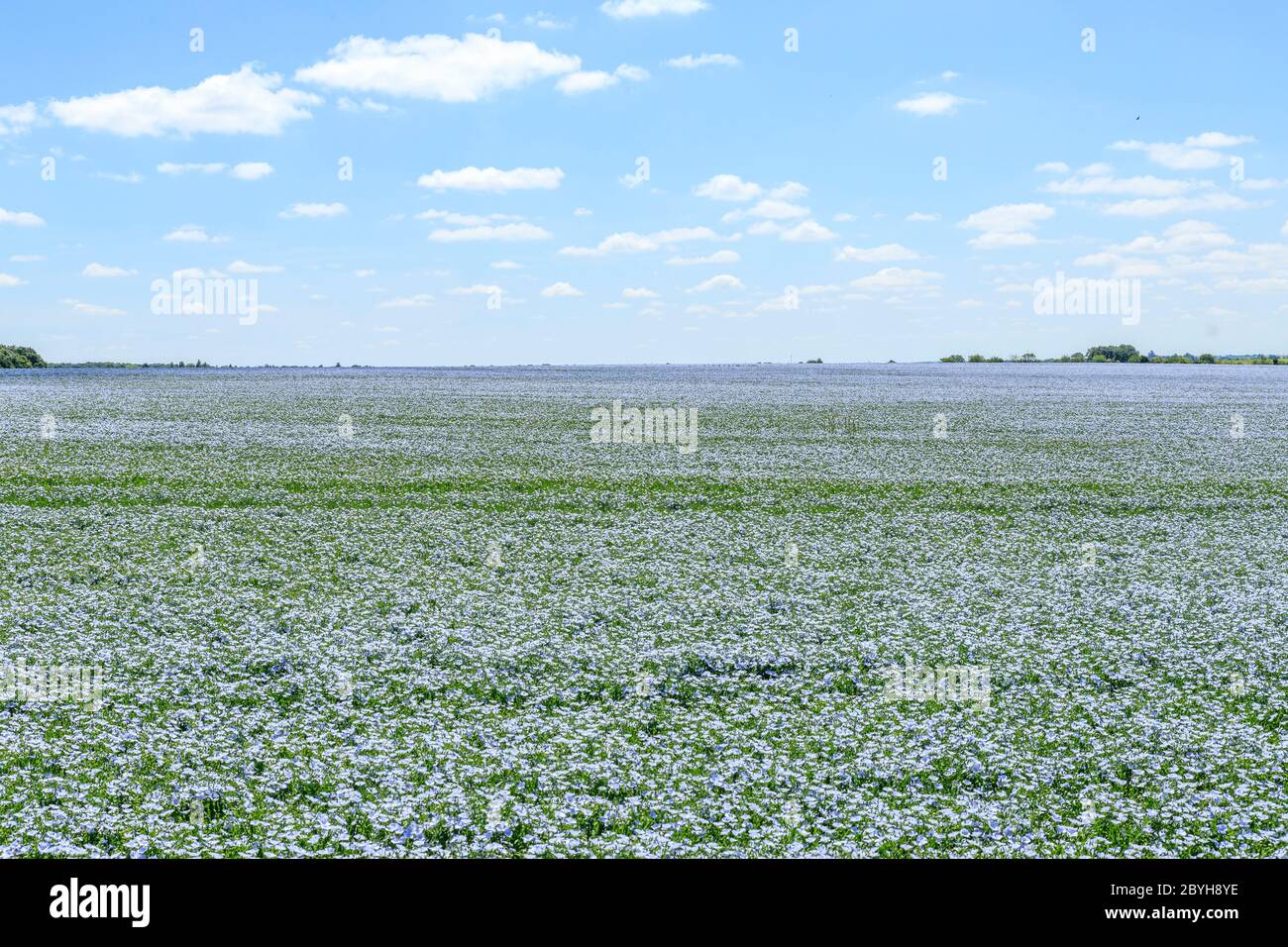 France, Cher, Berry, Brecy, flax or linseed field (Linum usitatissimum) in June // France, Cher (18), Berry, Brécy, champ de lin (Linum usitatissimum) Stock Photo