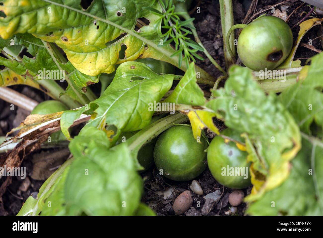 Mandragora officinarum mandrake, fading plant and fruitening seeds Stock Photo