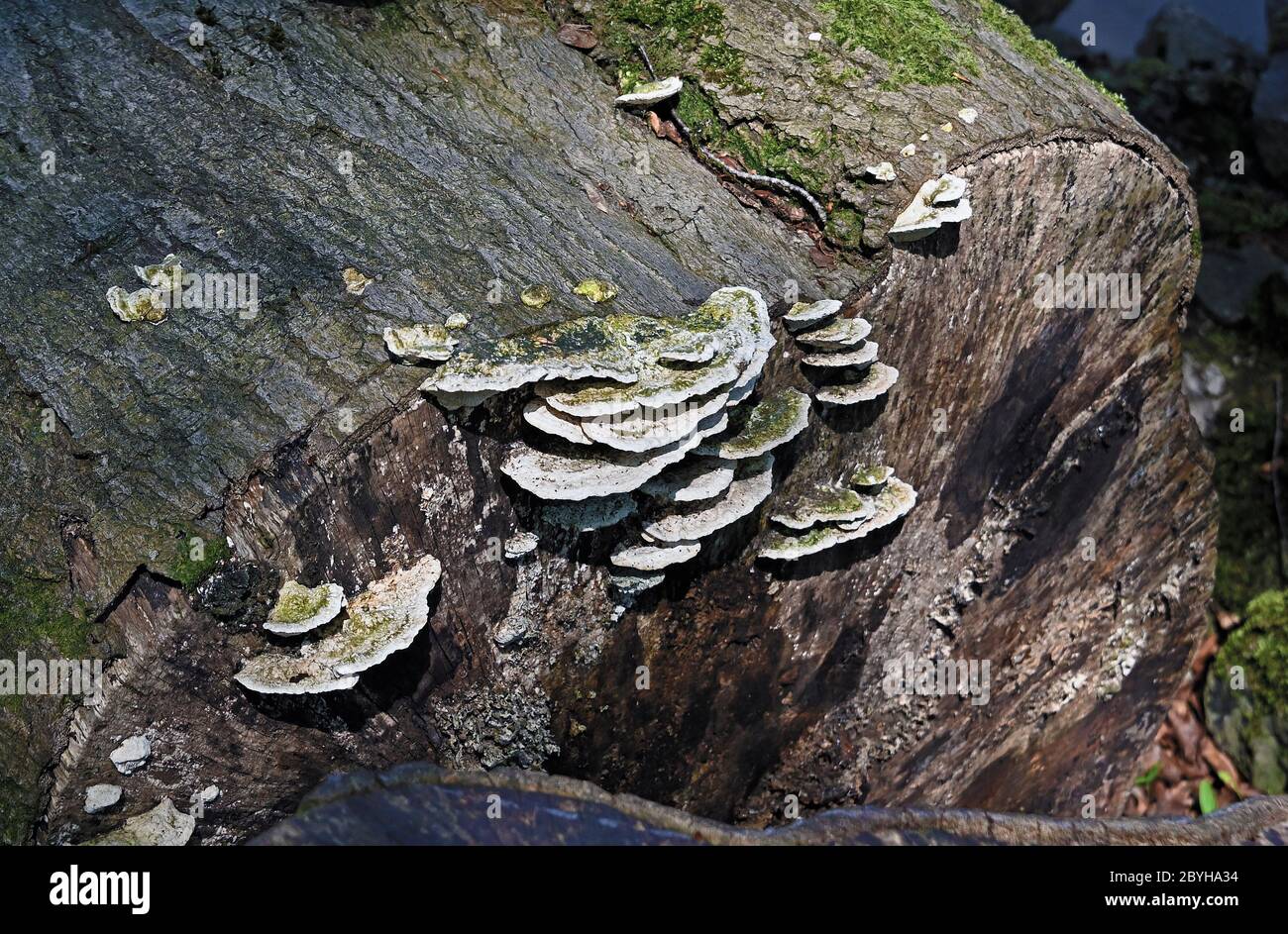 Bracket fungus, Coriolus hirsutus, growing on felled tree trunk. Serpentine Woods, Fellside, Kendal, Cumbria, England, United Kingdom, Europe. Stock Photo