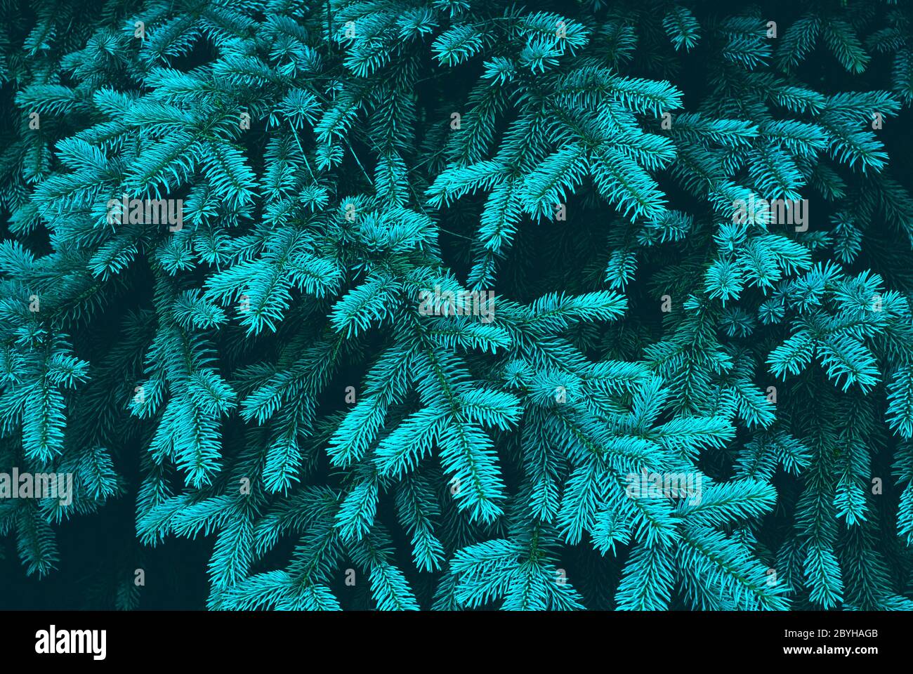 Blue spruce branches texture close-up Stock Photo