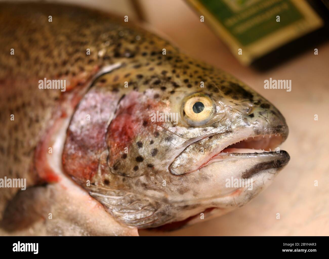 Trout fish head Stock Photo Alamy