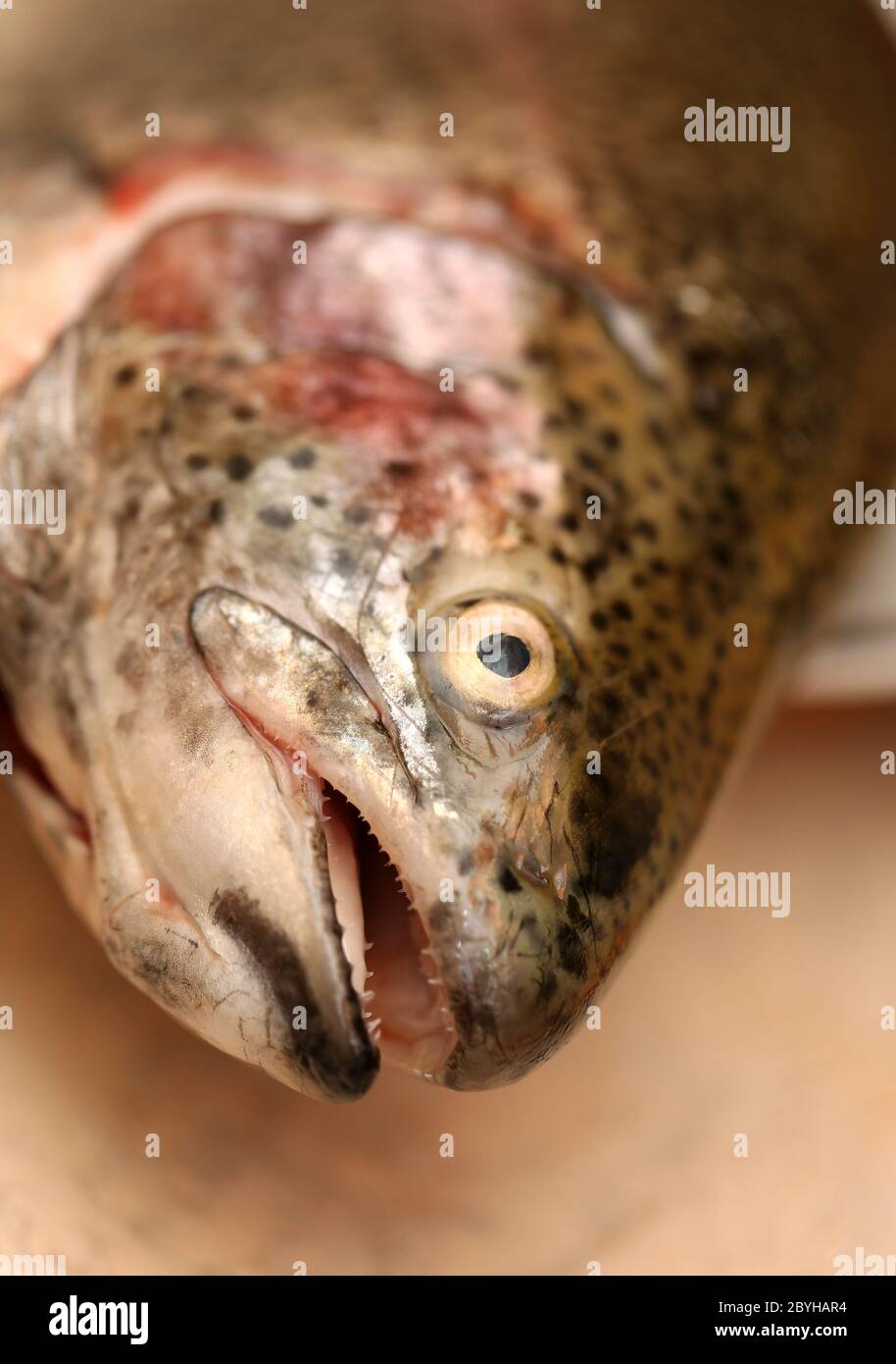 Trout fish head Stock Photo Alamy