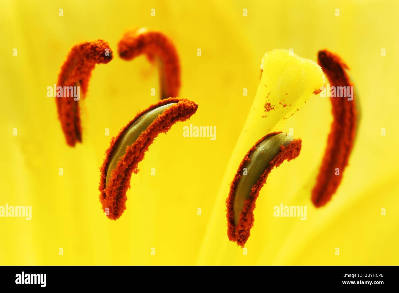 Flower pistils Stock Photo