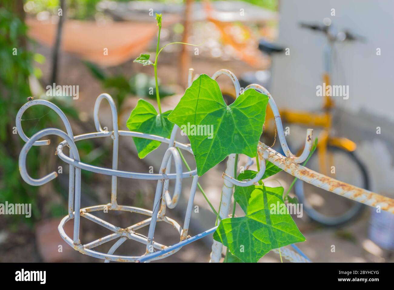 Coccinia,Coccinia grandis Voigt,Coccinia grandis,Cucurbitaceae, spiral vine and treetop of green plant on the metal basket. Stock Photo