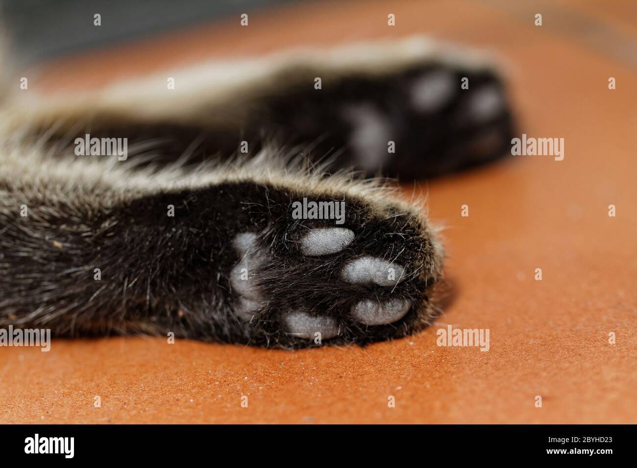 Tabby cat feet closeup Stock Photo Alamy
