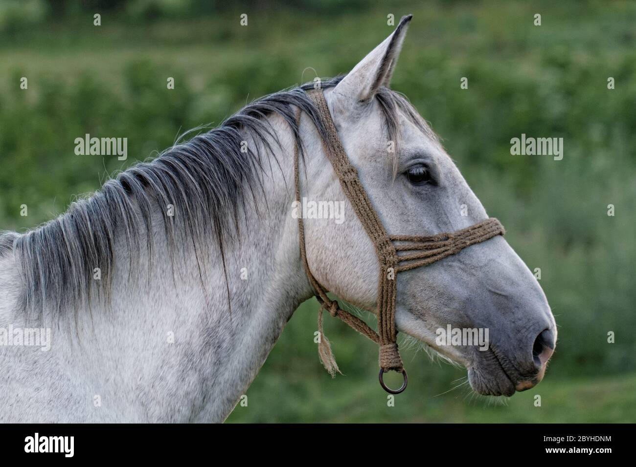 White horse summer hi-res stock photography and images - Alamy