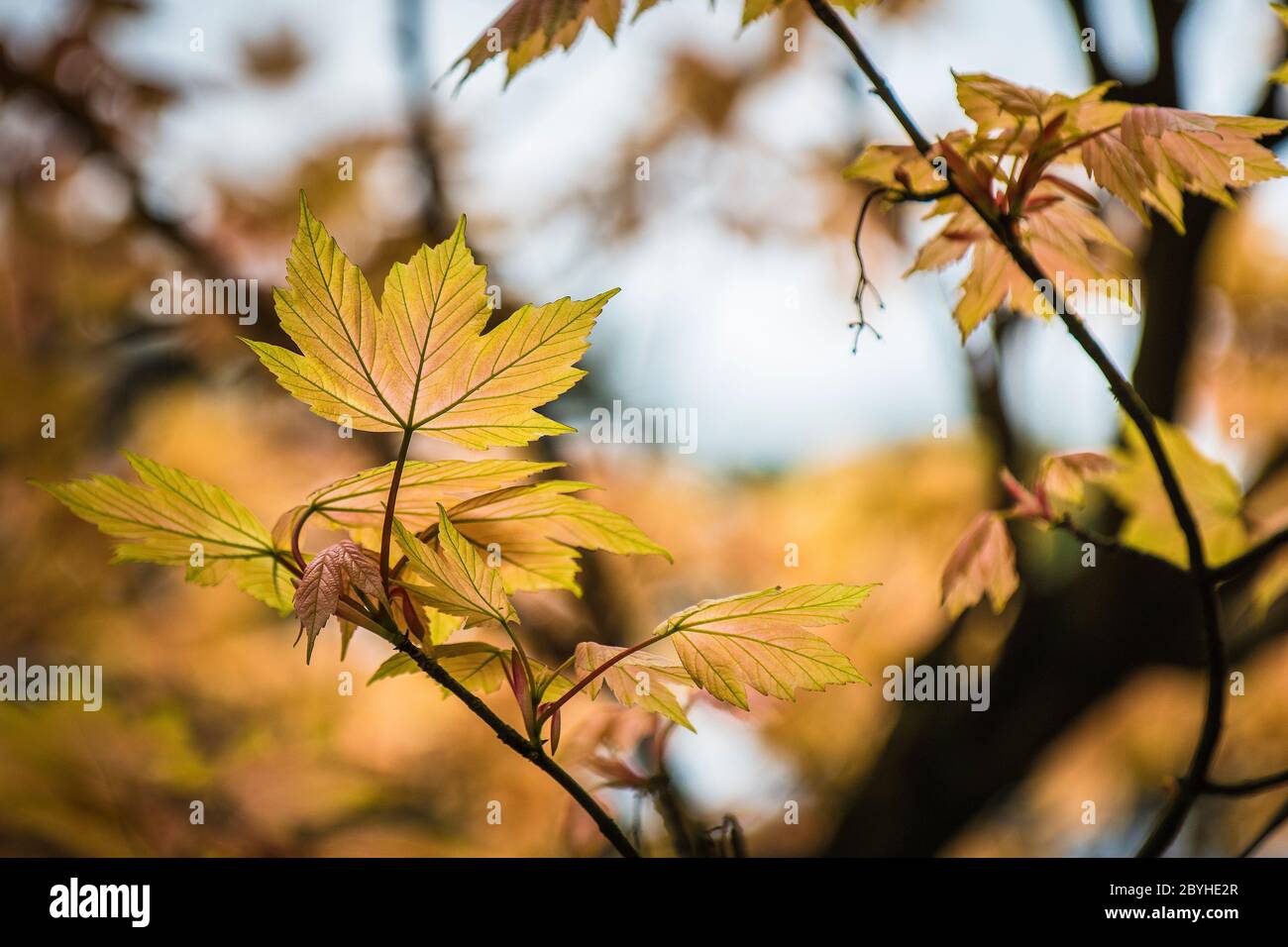 Leaves of a maple tree hi-res stock photography and images - Alamy