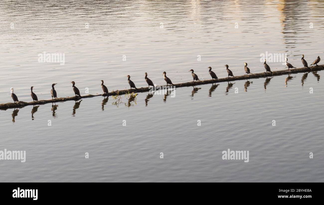 Cormorants all in a line early evening on calm river Stock Photo