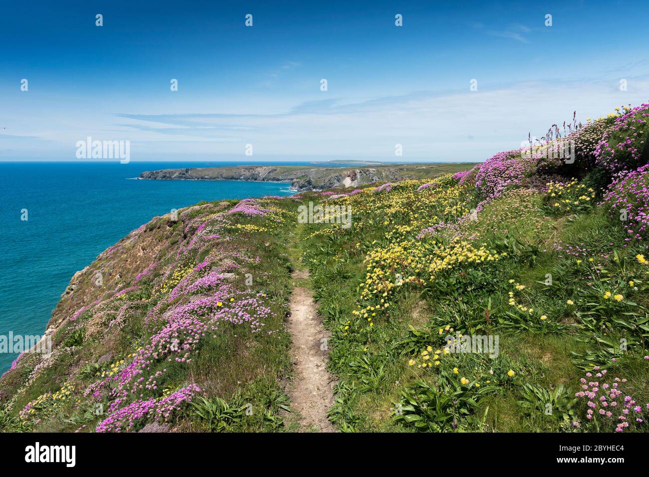 Kidney vetch Anthyllis velneraria and Sea thrift Armeria maritima growing on the coast path at Bedruthan Steps in Carnewas in Cornwall. Stock Photo