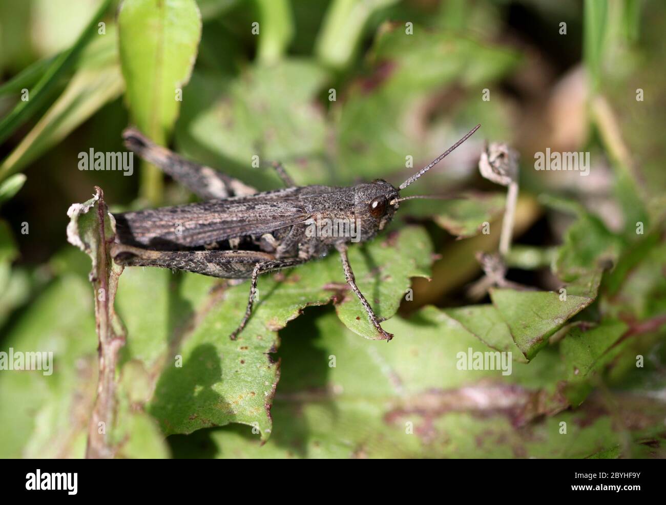 Brown grasshopper in the grass Stock Photo