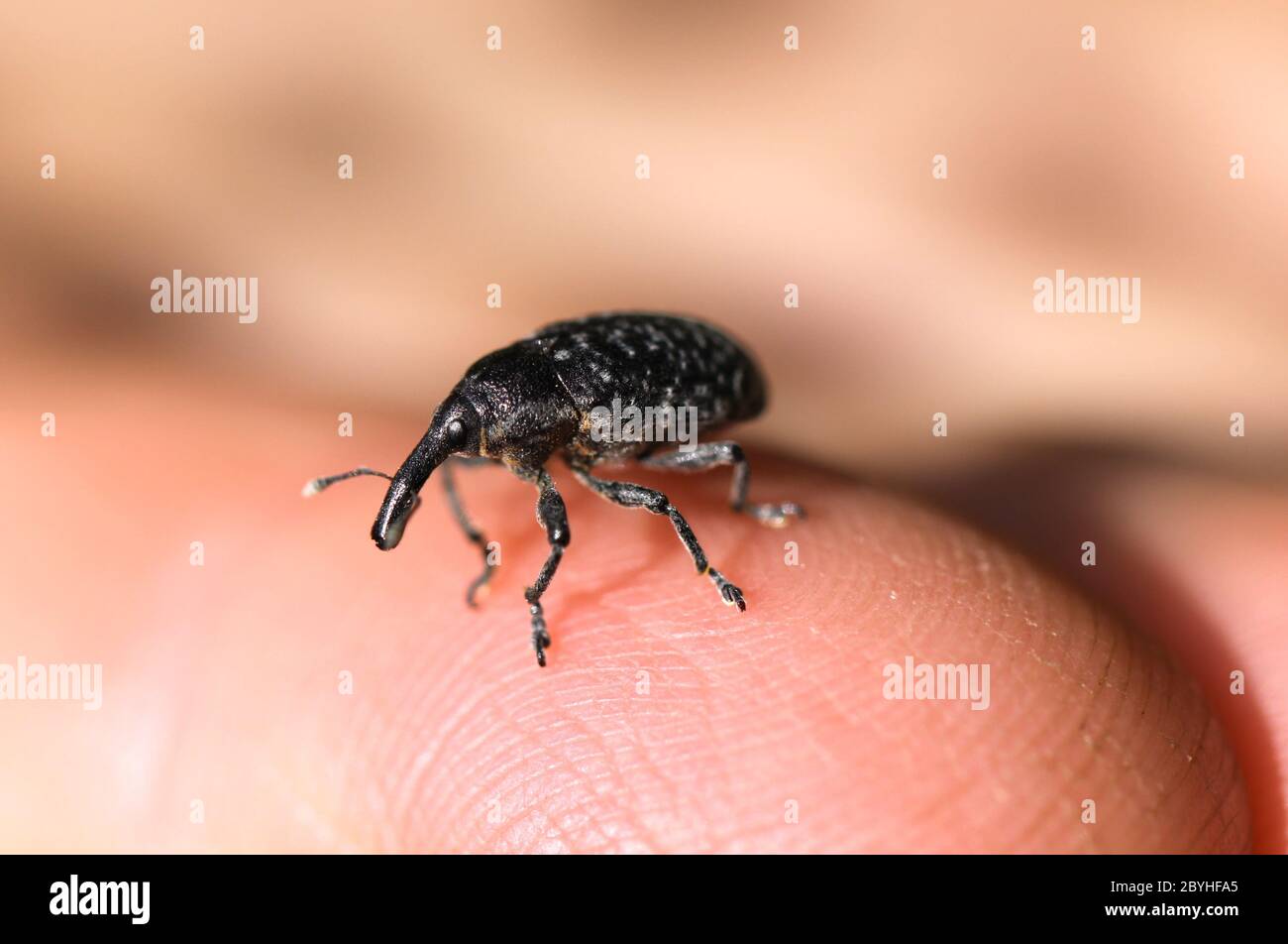 Small elephant beetle Stock Photo