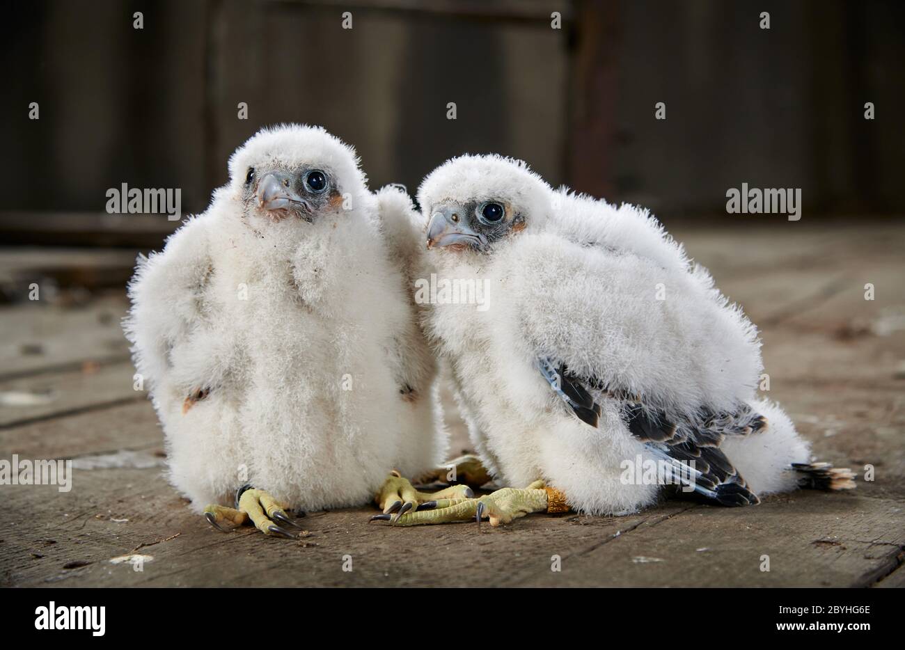 two Peregrine Falcon chicks (Falco peregrinus) after ringing, Heinsberg, North Rhine-Westphalia, Germany Stock Photo