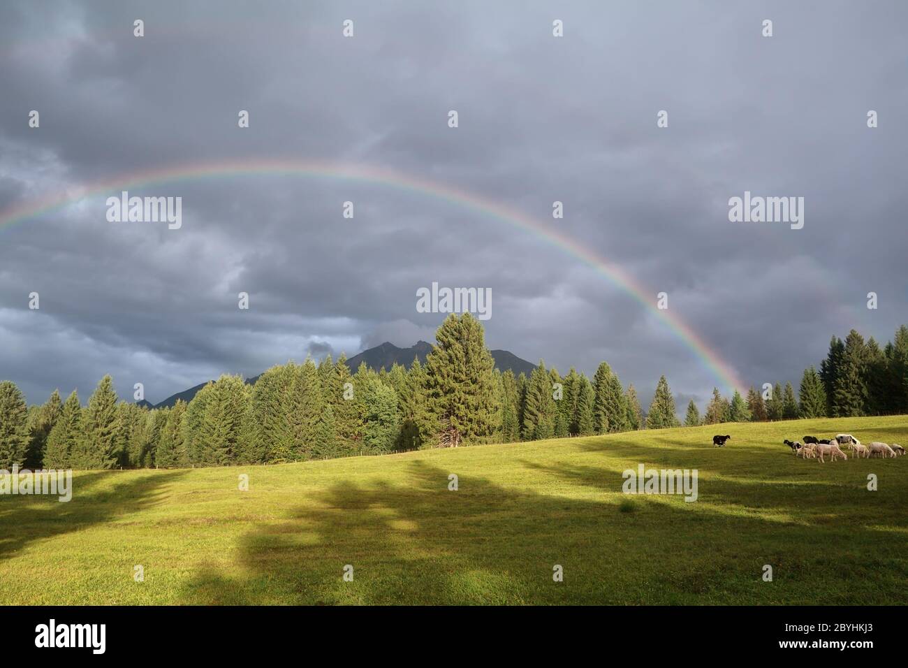 rainbow over Karwendel mountains and sheep pasture Stock Photo