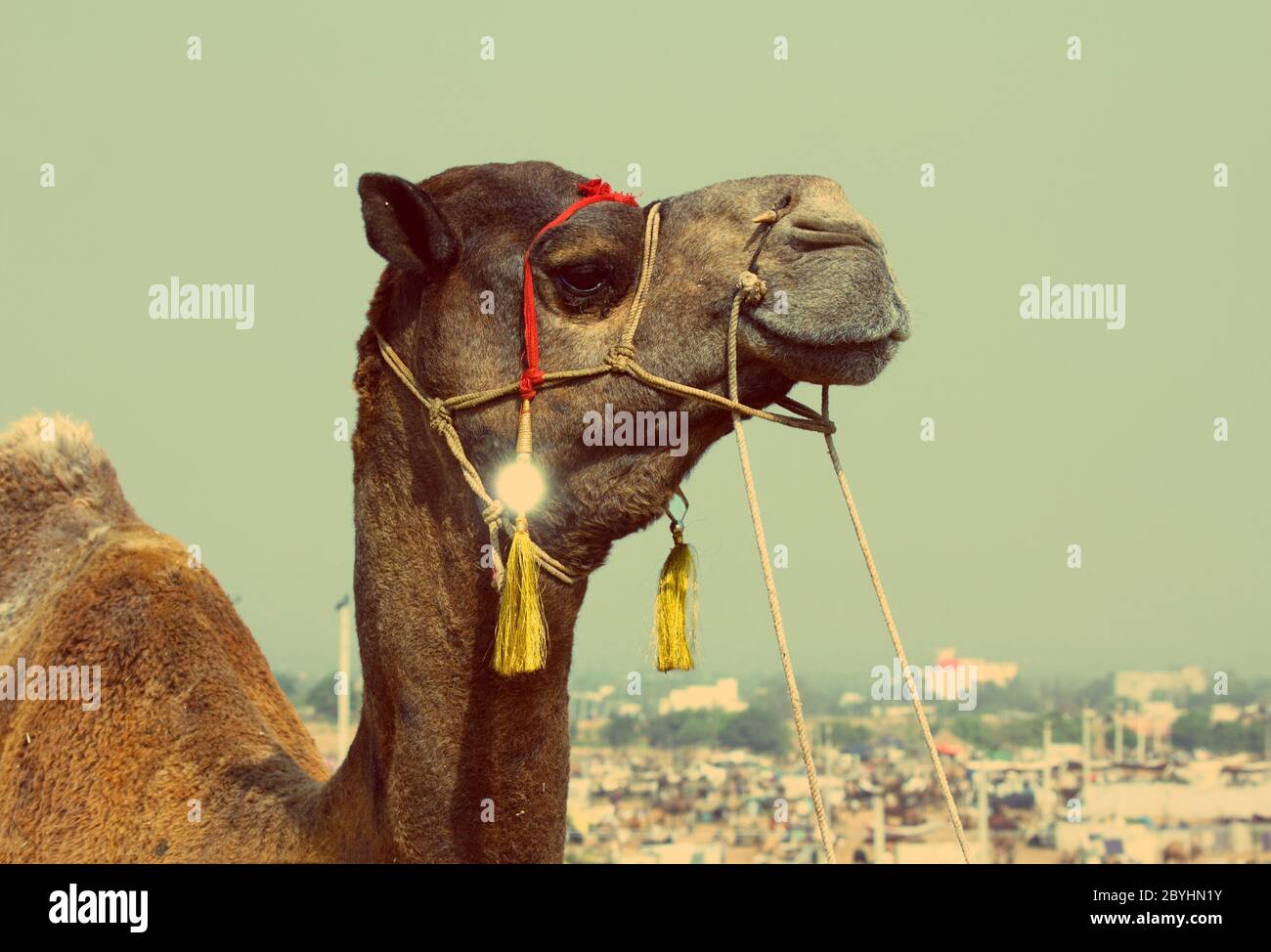 camel during festival in Pushkar - vintage retro style Stock Photo