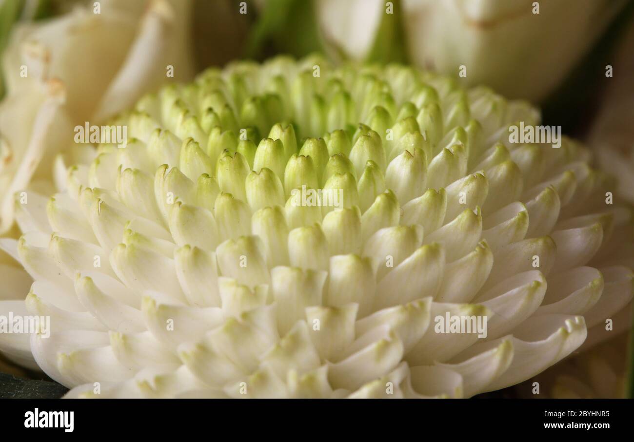 White chrysanthemum hi-res stock photography and images - Alamy