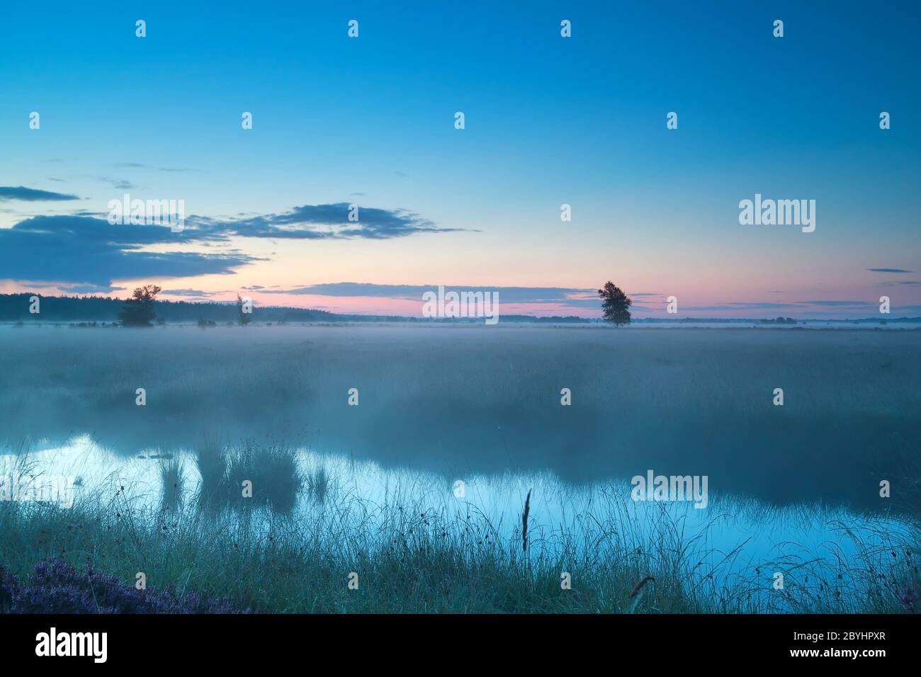 summer misty morning on bog Stock Photo