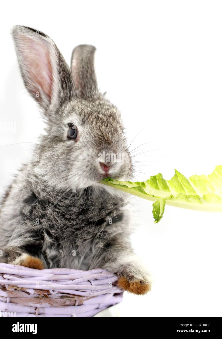 Cute gray rabbit eating the green romaine lettuce Stock Photo Alamy