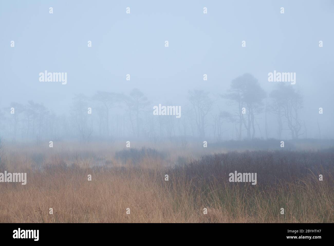 tree silhouettes in dense fog Stock Photo - Alamy